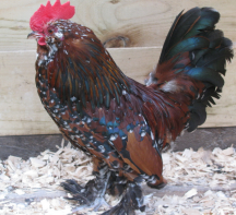 Vis vindende booted bantam