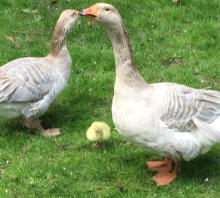 Stolt Gander og Gosling