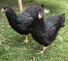 To sorte kyllinger - barnevelder.