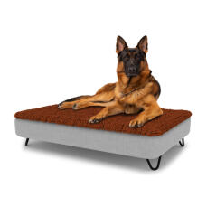 Hund sidder på en stor Topology hundeseng med mikrofiber top og sorte metal hårnåle fødder