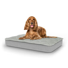 Hund sidder på medium Topology hundeseng med quiltet top