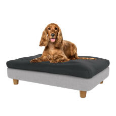 Cocker i den mellemstore Topology hundeseng