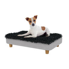 Jack russell i den lille Topology hundeseng