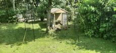 Et hønsehegn installeret i en have, omkring et træ og en hønsegård