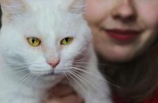 En hvid kat med gule øjne, der holdes af en kvinde