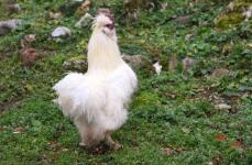 En hvid fluffy kylling på græs
