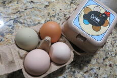 En Omlet æggeboks med fire forskellige æggefarver indeni.