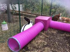 Kanin undersøger Zippi shelter og legetunnel