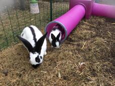 Kaniner kommer ud af Zippi legetunnel