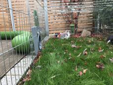 Kanin spiser fra en Caddi Godbidsholder i et kaninbur med en Zippi tunnel