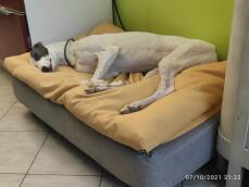 En hvid stor hund, der sover fredeligt på sin seng med gul sækkestolpe