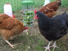 Tre kyllinger, der spiser noget grønt fra deres Godteholder