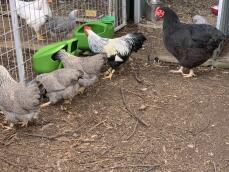 Masser af høns i en løbegård i haven, der spiser fra foderautomater