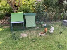 3 små høns, der går rundt uden for deres hønsegård inden for deres hegn