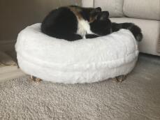 En kat, der sover i sin hvide seng