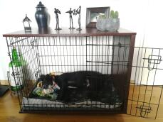 Hund sover i Omlet Fido Studio