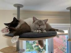 Katte deler Freestyle platform på et indendørs kattetræ af rachel stanbury 