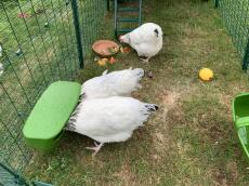 Tre kyllinger, der hakker noget mad i forlængelse af en Eglu Cube