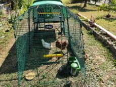 En hønsegynge installeret i en hønsegård, der er forbundet med en hønsegård