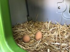To æg i redekassen på Eglu.