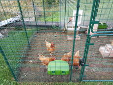 Fire orange kyllinger bag en løbegård, der spiser fra en foderautomat