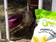 Omlet økologisk kyllingefoder og kylling med foderautomat