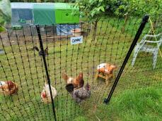 Nogle høns inden for deres hegn med deres grønne hønsehus i baggrunden