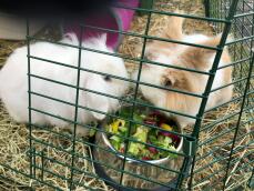 To fluffy kaniner, der spiser mad fra en metalskål