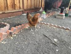 En høne i en have med hængende pikkegrej