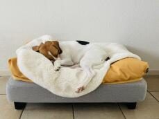 En lille hund, der sover fredeligt på sit fåreskind og sin sækkestolpe på en grå seng