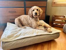 En hund, der ligger på sin grå seng med quiltet topmadras