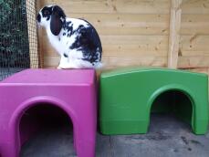 Kanin sidder på Omlet Zippi shelter