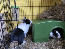 To sort/hvide kaniner med et ly og en Caddi foderautomat i en løbegård
