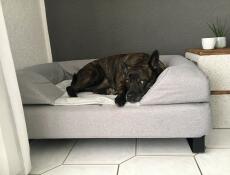 Hund sover på Omlet Topology hundeseng med polster og fødder