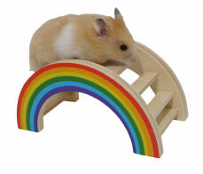 Hamstere elsker at klatre på regnbuens legebro