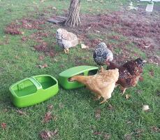 Høns, der spiser fra foderautomat