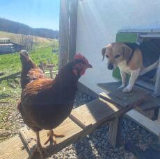 Hund på vej ud af Omlet grøn automatisk dør til hønsegård med kylling på stige til hønsegård
