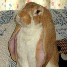 Kanin med lange ører, der poserer