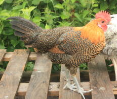 gylden campine cockerel