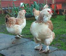 Faverolles bantam pullets