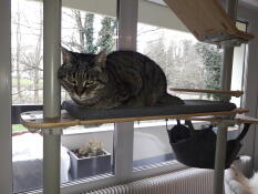 Max på sin bro