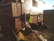 Kylling på vej ud af hønsegård med Omlet grøn automatisk dør til hønsegård
