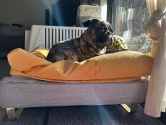 En lille hund, der nyder solen fra sin grå seng og gule sækkestolpe