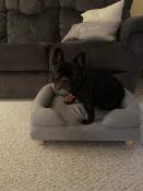 Minuit the frenchie Godkendt!