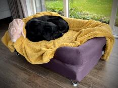 En meget tilfreds hund og ejer ????