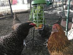 Kylling omgiver en kylling, der pipper legetøj.
