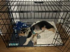 Hund sover i Fido Classic hundekasse