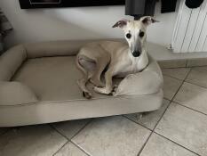 En hund, der hviler på sin beige skumgummiseng