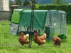 Tre orange høns bag hønsehegn med en grøn Cube hønsegård og en løbegård med overdækning over toppen