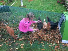 En lille pige fodrer sine høns i en løbegård
